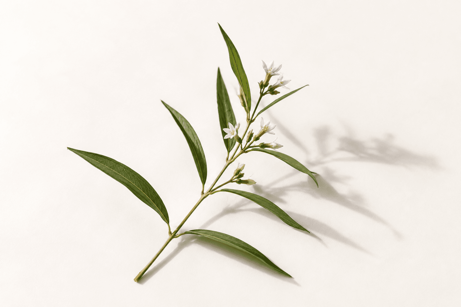 A slender Apocynum stem with narrow leaves and small pale flowers